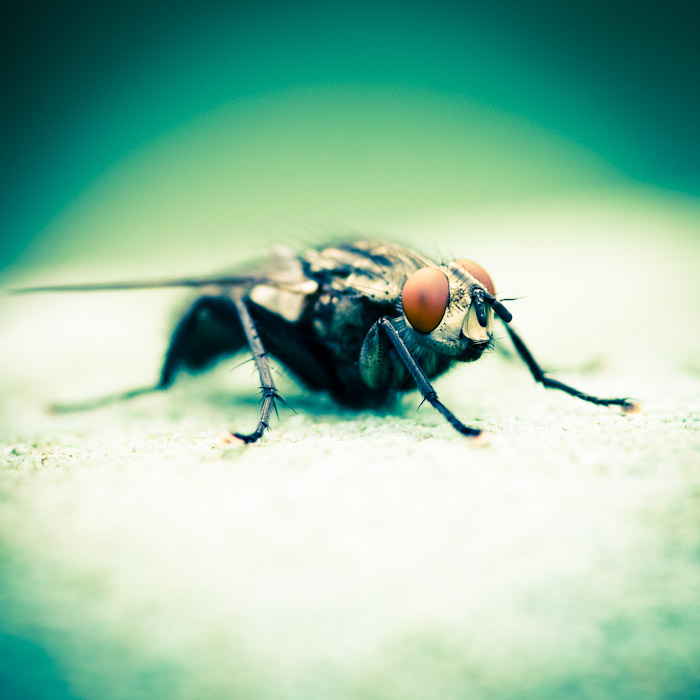 Mouche